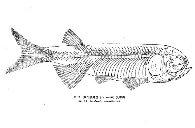 p>戴氏狼鳍鱼为一种已经 a href="#" data-lemmaid="9142324">灭绝 