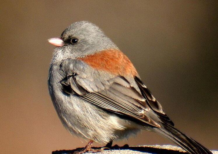  p>灰颈鹀指名亚种是一种雀形目,鹀科类生物,分布于乌兹别克斯坦