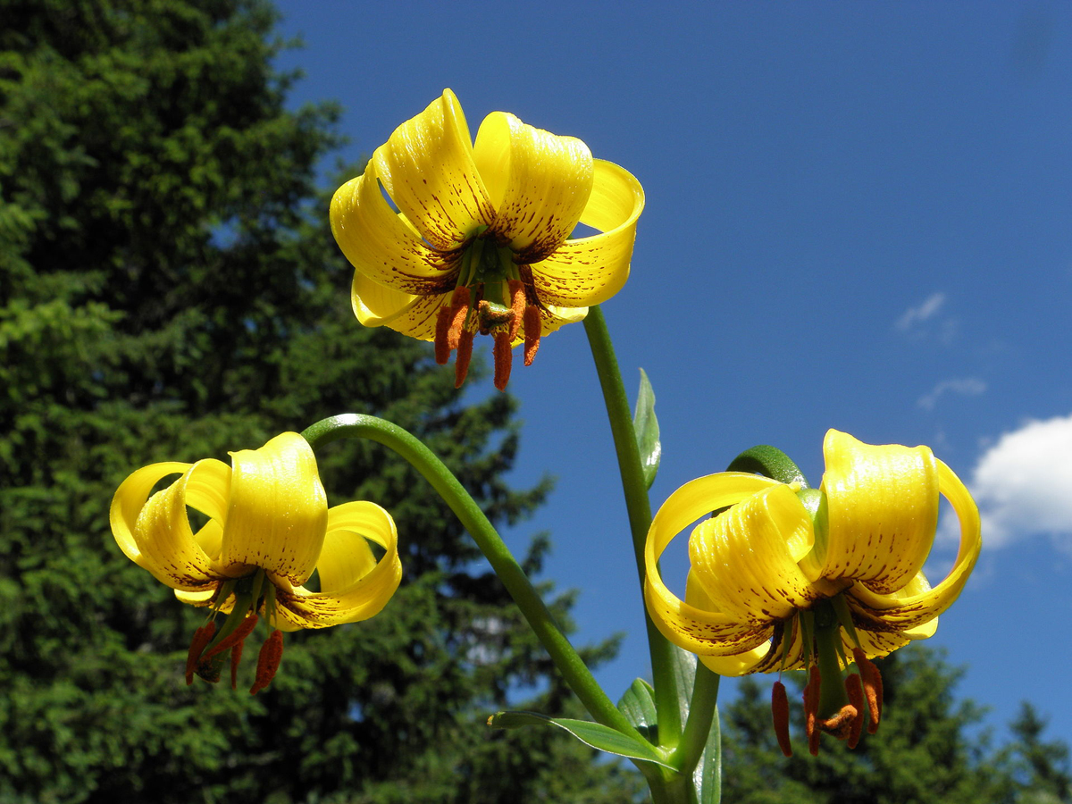  p>金百合(学名: i>lilium bosniacum /i>): a href="#" data-lemmaid