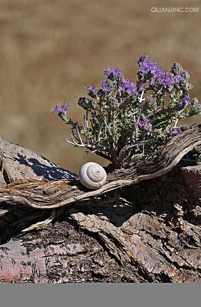  p data-id="txuwy1af45ll">百里香( i>thymus mongolicus /i> (ron