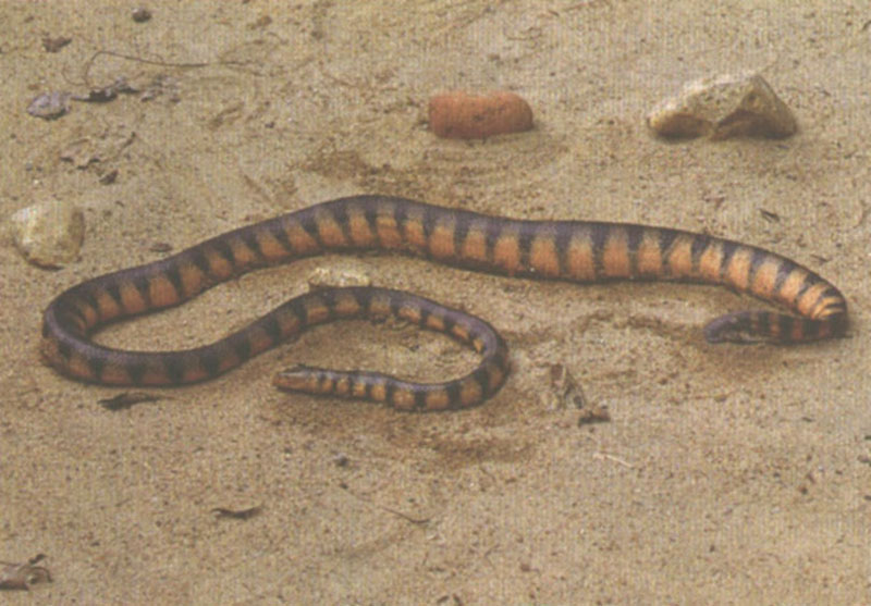  p>棘鳞海蛇,眼镜蛇科棘鳞海蛇属物种,腹鳞除前面少数外,均纵分为2长