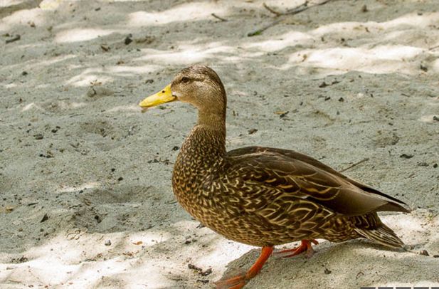  p>绿头鸭美国亚种(学名: i>anas platyrhynchos diazi /i>)是绿头鸭