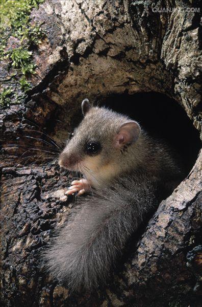 muscardinus avellanarius