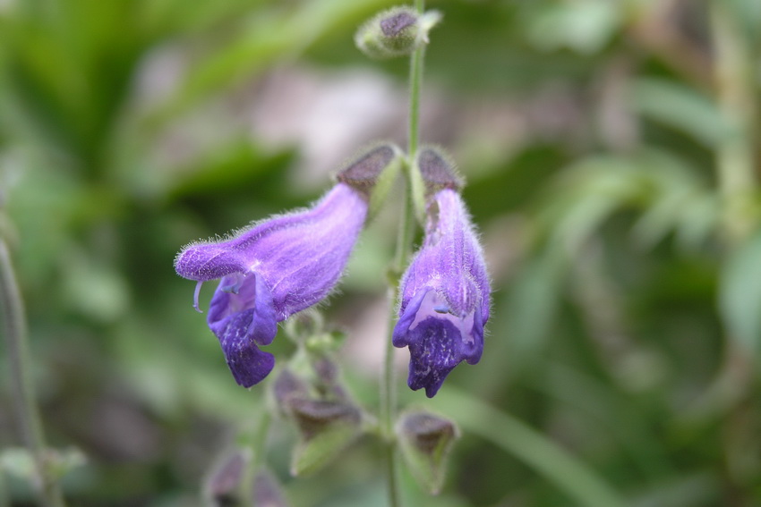 salvia przewalskii maxim.