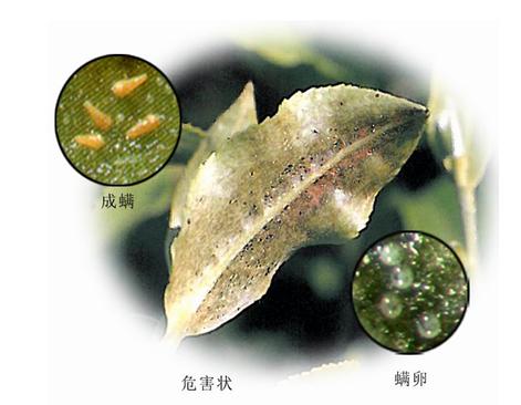  p>属蛛形纲,蜱螨目,瘿螨科.