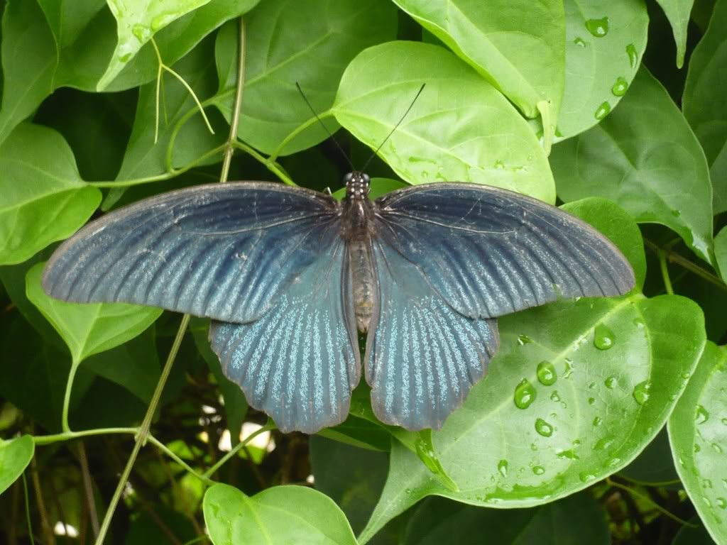  p>蓝凤蝶, i>papilio protenor /i> cramer, a href="#" data-lemma