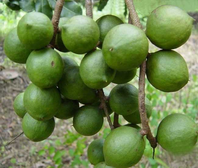 macadamia ternifolia f. muell.