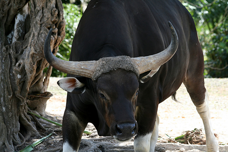  p>爪哇野牛(学名: i>bos javanicus /i>)是牛科,牛属动物.