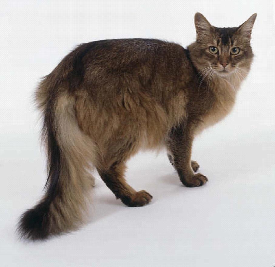 索马里猫