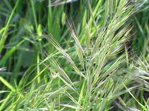 禾本科, a target="_blank" href="/item/雀麦属/2450060" data