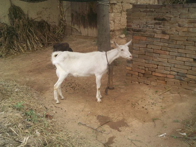  p>奶山羊,是乳用品种的 a href="#" data-lem