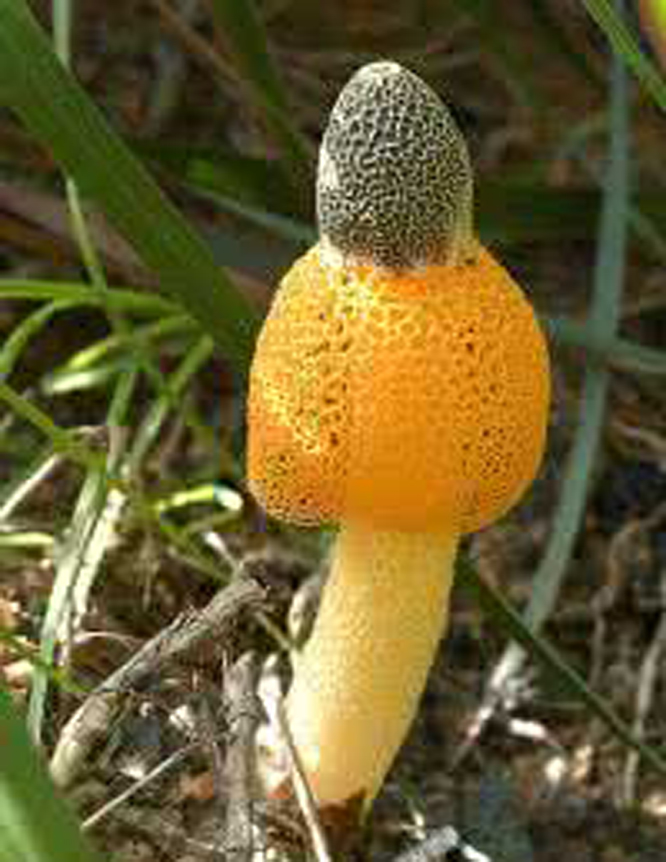 黄裙竹荪蘑菇