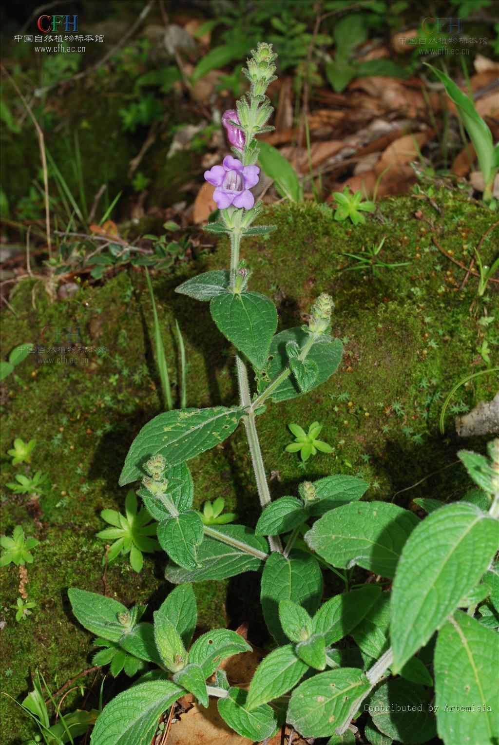  p>荨麻叶马蓝(学名:strobilanthes urticifolius),为 a target="