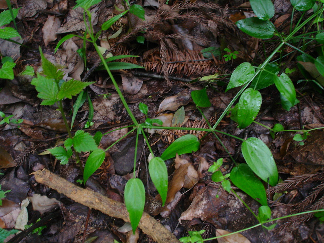  p>梵茜草(学名: rubia manjith roxb. ex flem.)是茜草科茜草属植物.
