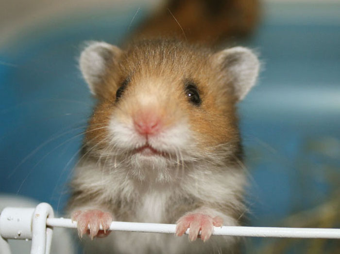  p>黑熊是 a target="_blank" href="/item/叙利亚仓鼠/3687097" data