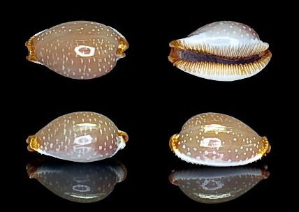  p>厚皮宝螺(学名:staphylaea limacina interstincta )是腹足纲宝螺