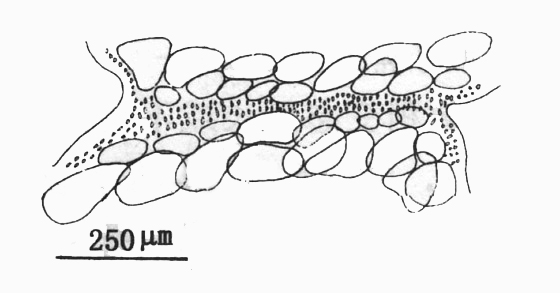  p>聚集腔节藻的藻体直立或横卧生长,由许多具有关节的圆柱状囊体组成