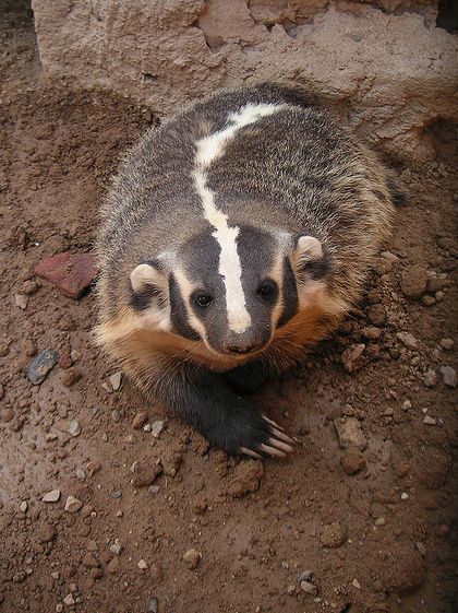  p>美洲獾(学名: i>taxidea taxus /i>):体长52-87厘米,尾长10-16厘米