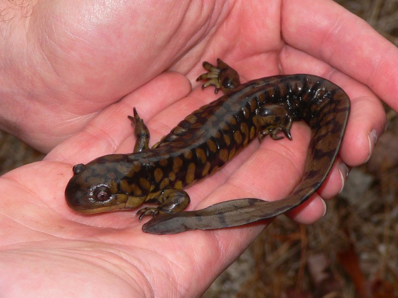 eastern tiger salamander