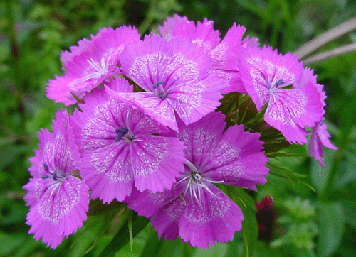  p>石竹,别名:兴安石竹,北石竹,钻叶石竹,蒙古石竹,丝叶石竹,高山石竹