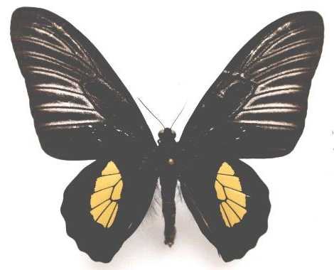 艾丽诺小斑裳凤蝶(学名:troides haliphron eleonorae)是凤蝶科 a