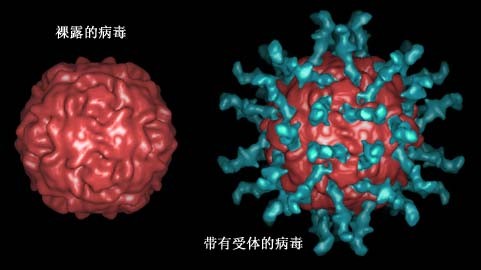  p>脊髓灰质炎病毒(poliovirus)是引起脊髓灰质炎的病毒,该疾病传播