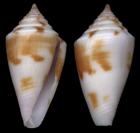  p>旋转芋螺是 a href="#" data-lemmaid="563285">软体动物门 /a>, a