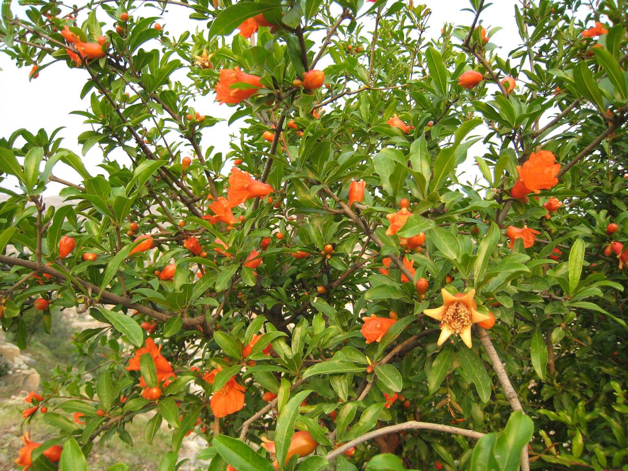  p data-id="tzbhwdtffzlb">石榴花是石榴科石榴属植物.