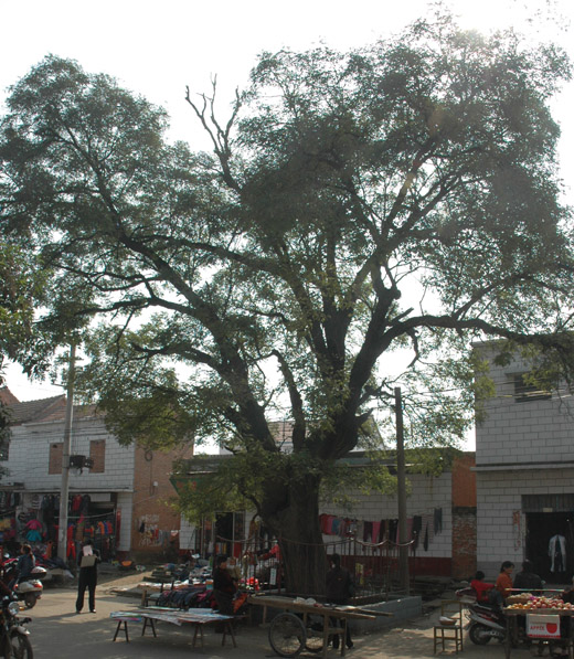  p>位于河南省项城市秣陵镇西大街.