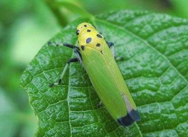  p> b>叶蝉科 /b>(cicadellidae ,leafhoppers sharpshooters )是 a