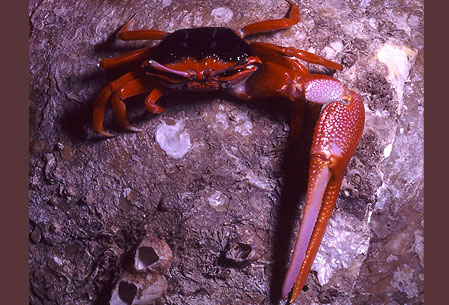  p>火焰招潮蟹(学名:uca flammula)最大的特征是雄蟹具有一对大小悬殊