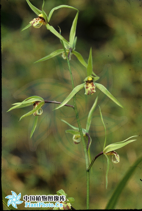  p>寒兰(学名: i>cymbidium kanran /i> makino)是兰科兰属地生植物