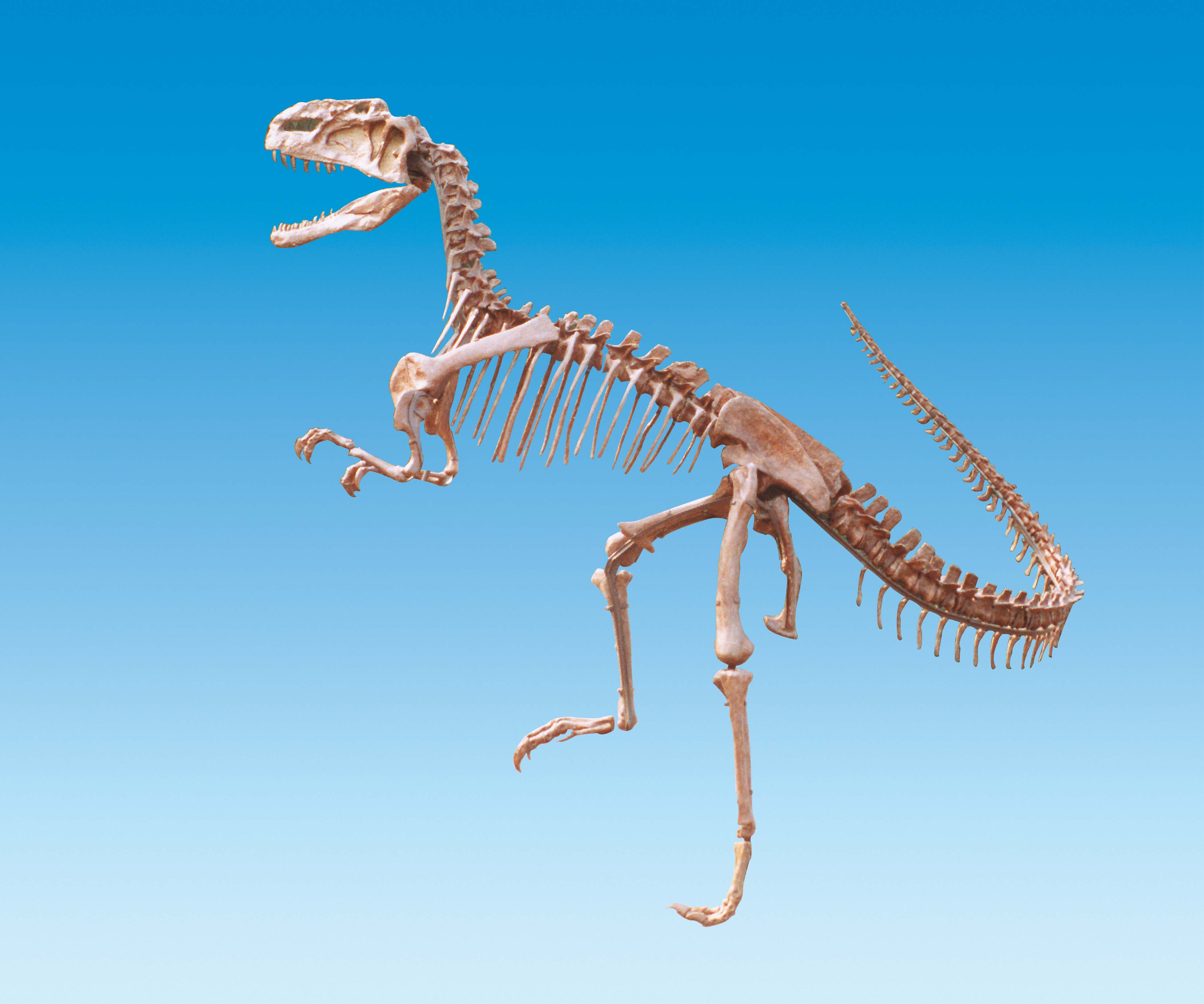  p>天山龙(属名:tienshanosaurus)意为"天山的蜥蜴",是种 a href="#"