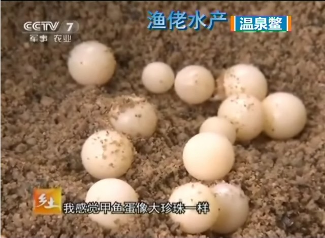 ="168931">王八 /a>是指 a target="_blank" href="/item/鳖/612293"