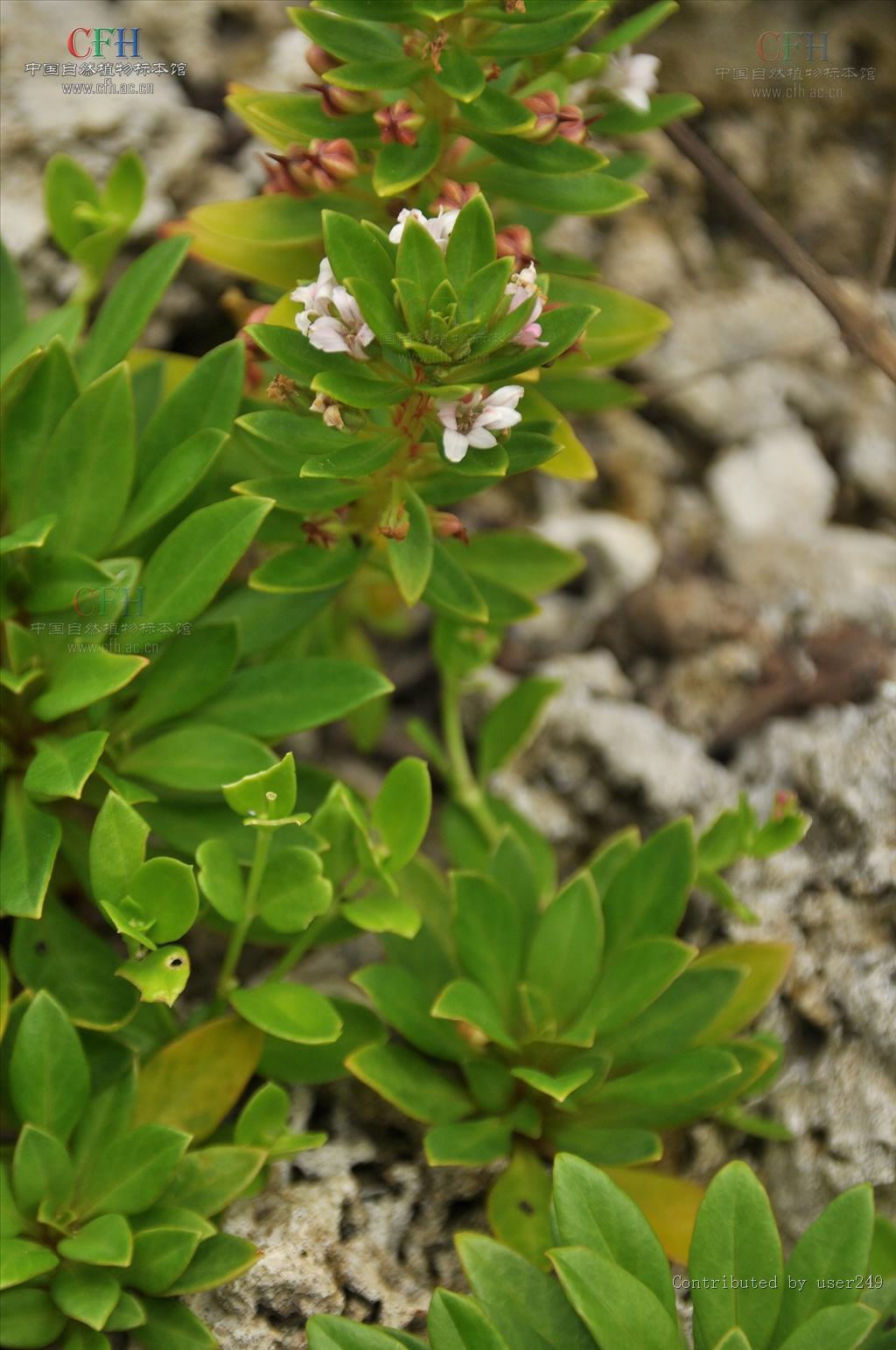  p>滨海珍珠菜(lysimachia mauritiana lam. encycl. meth.