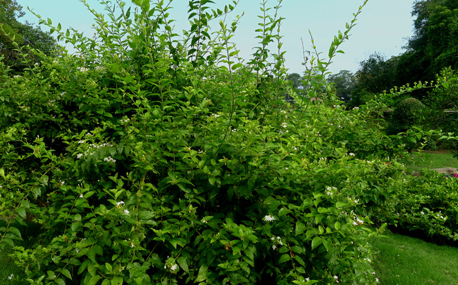  p>青藤仔,是 a target="_blank" href="/item/双子叶植物纲/229183"