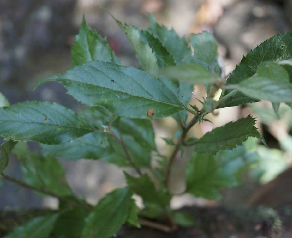  p>尖嘴林檎(学名: i>malus melliana /i> (hand. -mazz.) rehd.