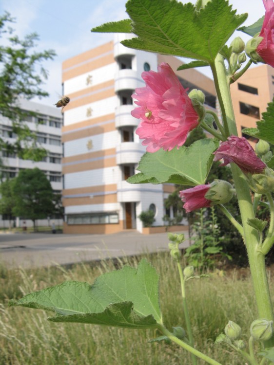  p>襄阳区二中建校于一九五六年,原为襄阳县第二中学,是全市十八所