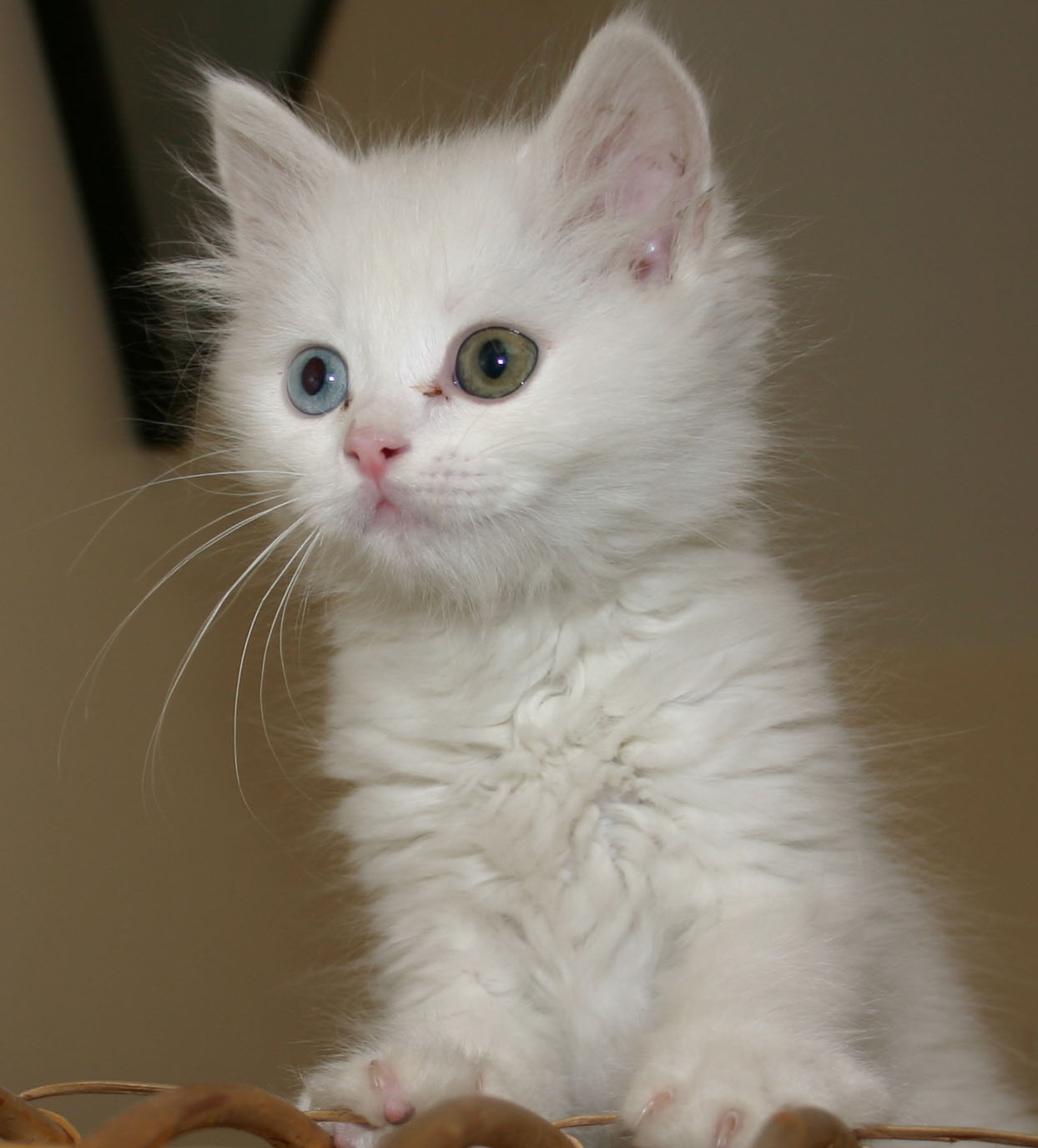  p>土耳其 a target="_blank" href="/item/梵猫">梵猫 /a>,英文名