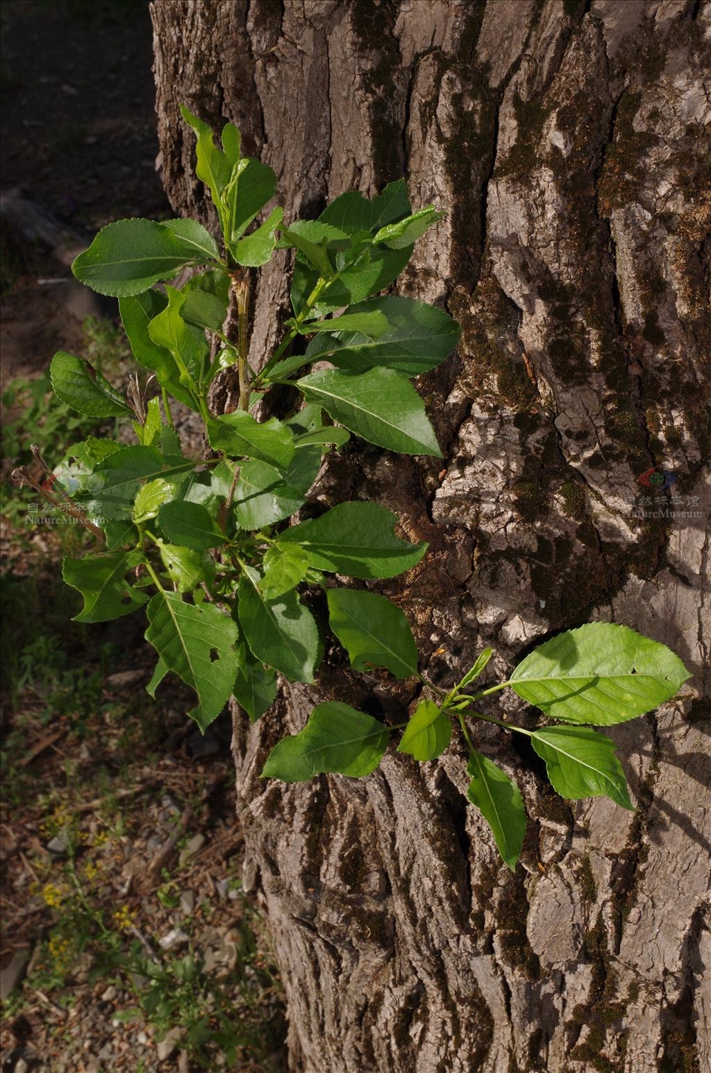 populus laurifolia ledeb