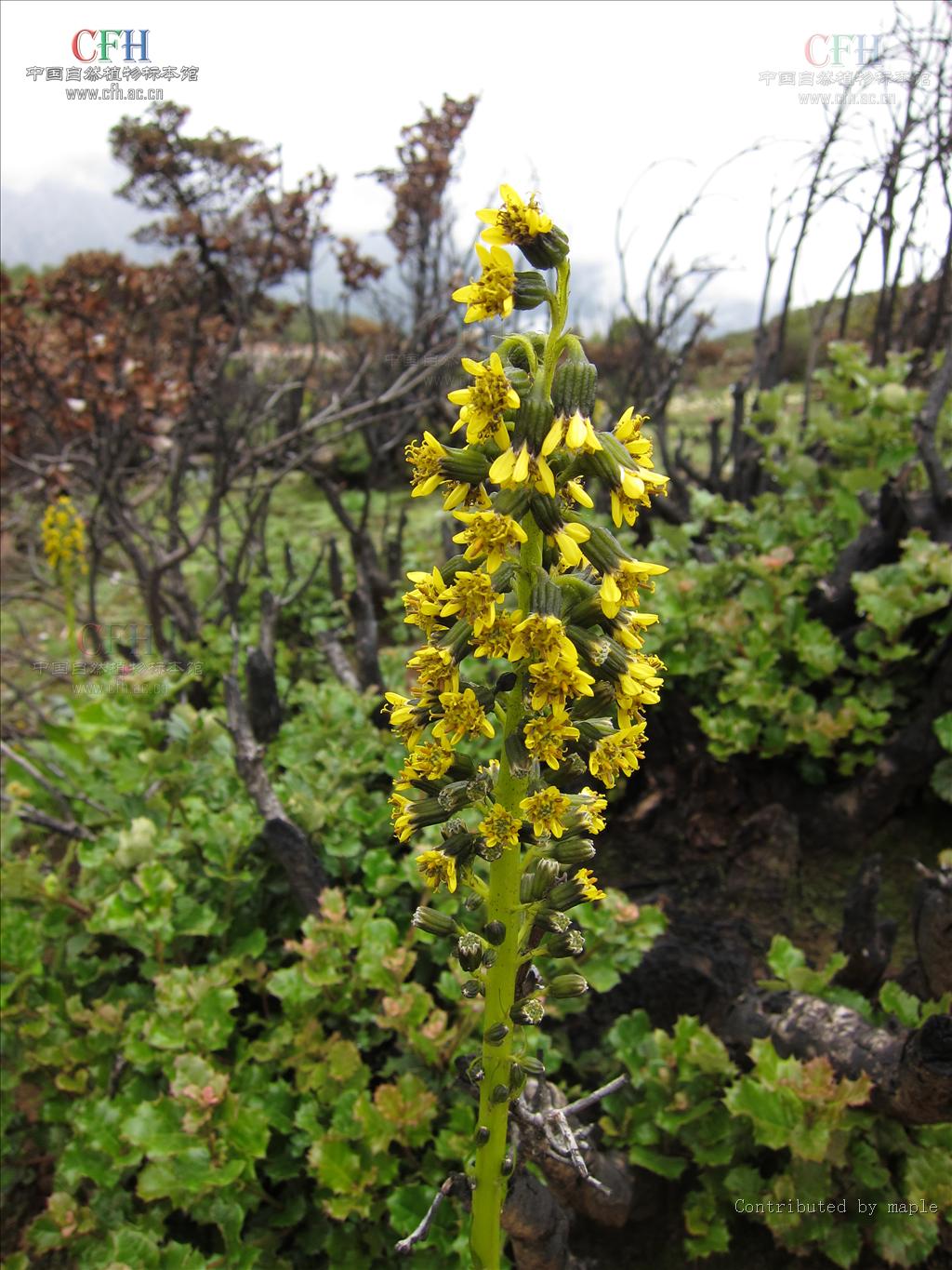 hand. -mazz.)是菊科橐吾属植物,为多年生灰绿色草本.根肉质,粗壮.