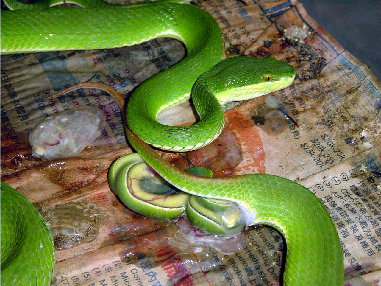  p>竹叶青蛇(学名: i>trimeresurus stejnegeri /i>)是蝰科竹叶青蛇属