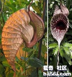  p>食人树是传闻中的足够杀死或吞噬大型动物的植物.