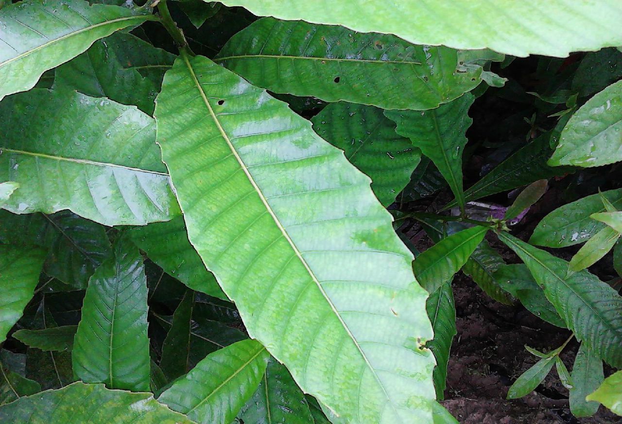  p> a href="#" data-lemmaid="7640479">壳斗科 /a>(学名:fagaceae)