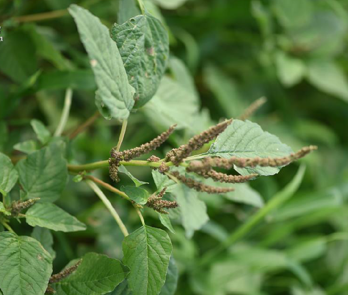  p>皱果苋(学名: i>amaranthus viridis  /i>l.