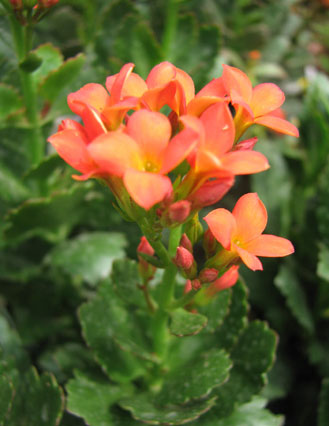 一怎么辨别圣诞伽蓝菜 圣诞伽蓝菜的叶片为对生,生长的非常密集,形状