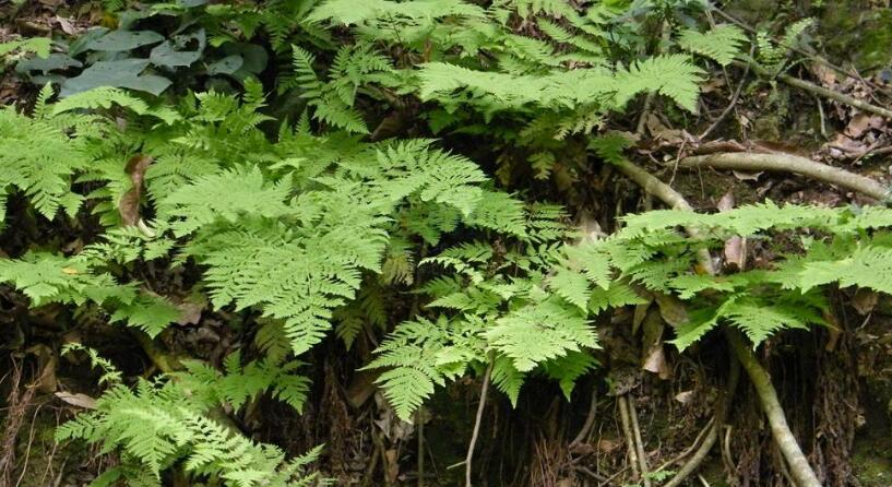  p>草叶耳蕨( a target="_blank" href="/item/学名/8074290" data