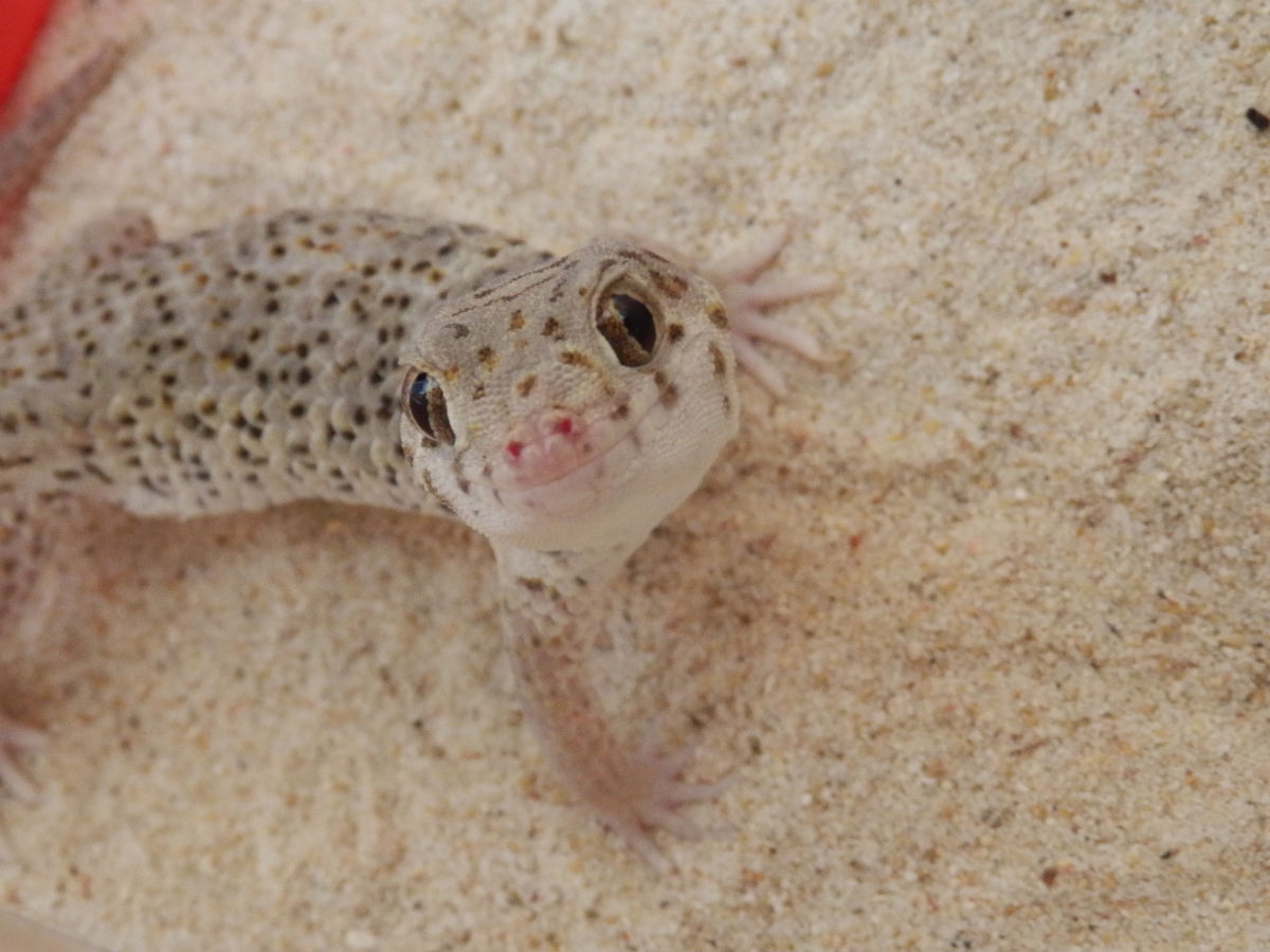  p>伊犁沙虎(学名: i>teratoscincus scincus /i>)是壁虎科,沙虎属