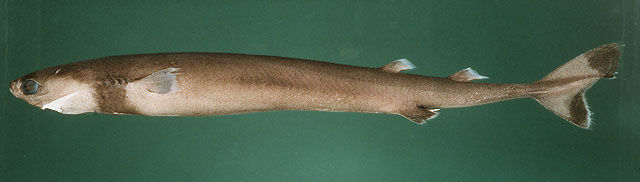  p>雪茄达摩鲨又称雪茄鲛,是一种深海小型鲨,夜晚常到水体上层垂直地