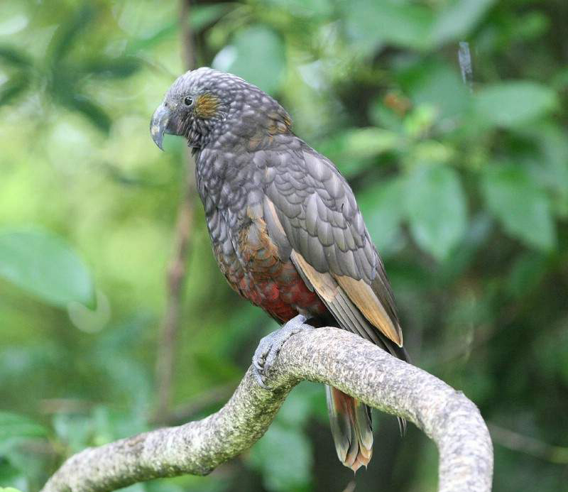 是典型的 a href="#" data-lemmaid="2021723">攀禽 /a>,鸟喙强劲有力